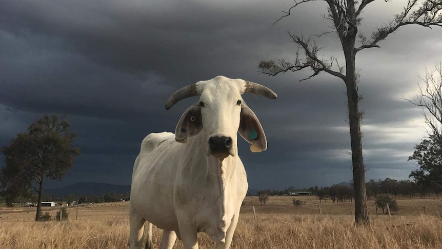 Brahman bull stands in a paddock with storm clouds in background at a property at Silvervale.