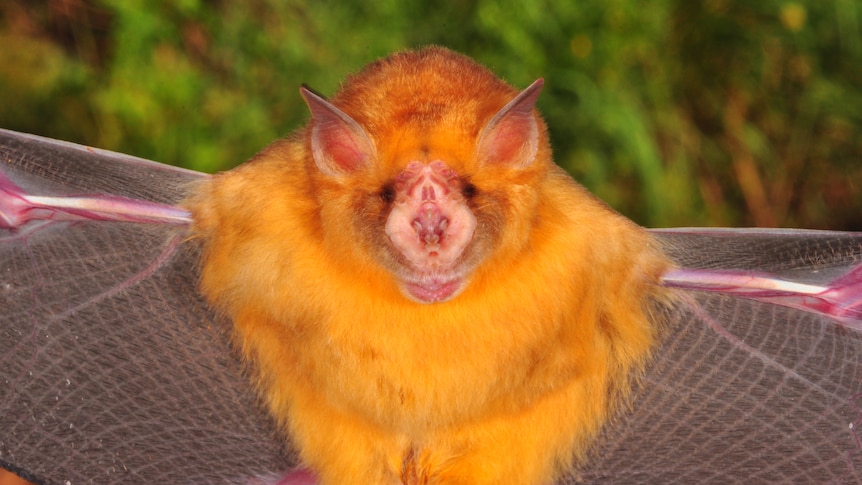 A small orange bat looks directly at the camera