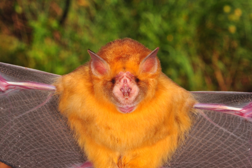 A small orange bat looks directly at the camera