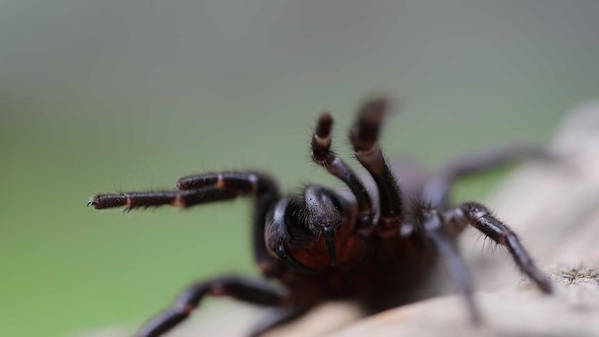 A funnel web spider close up.