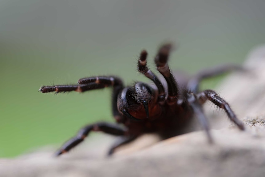 A funnel web spider close up.