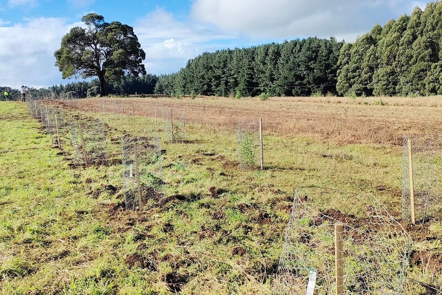 A garden plot with freshly planted trees.