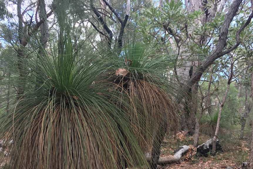 Two grass trees side by side on the front edge of dieback moving uphill in Beelu national park