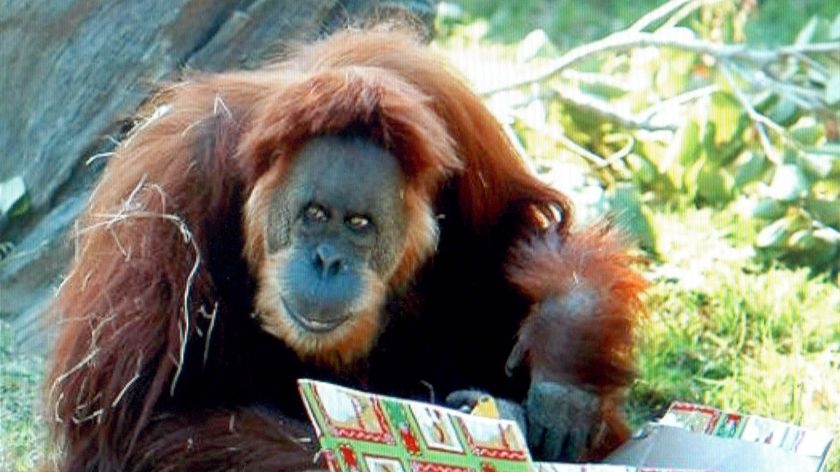 Nonja, the world's oldest orangutan