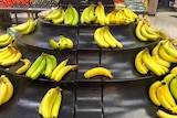 Bunches of bananas on display in a supermarket