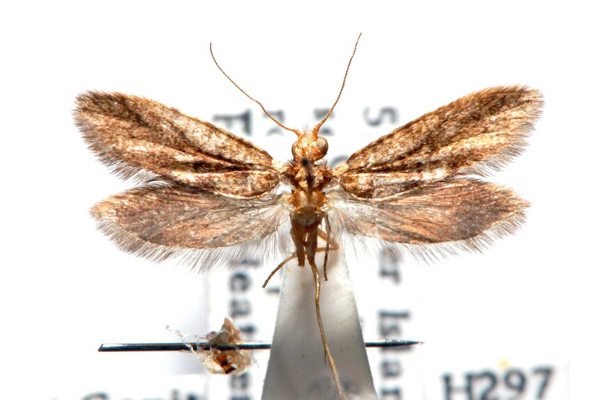 A close up detailed image of a Kauri moth specimen found on Fraser Island in 1969