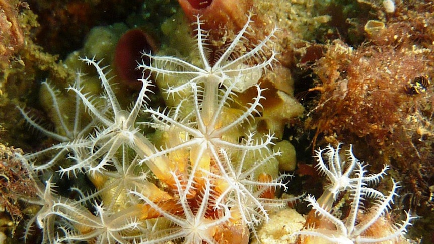 New genus of soft coral, Tamar River
