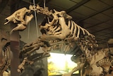 Skeleton of giant ground sloth