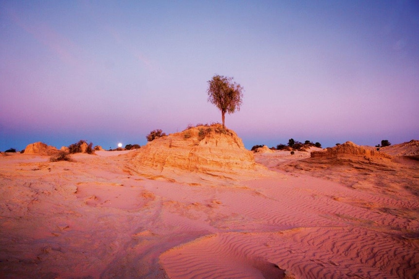 A desert sunset with a single tree.