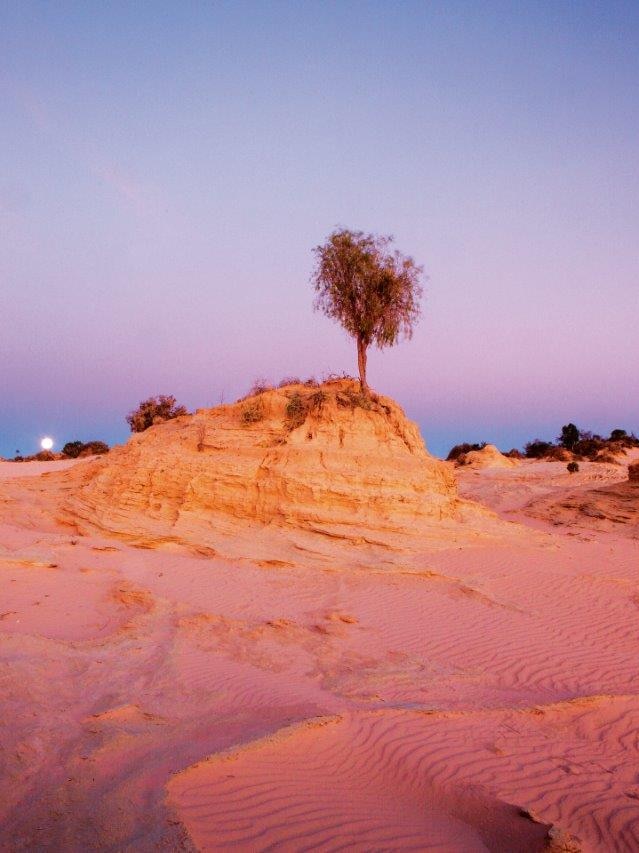 A desert sunset with a single tree.