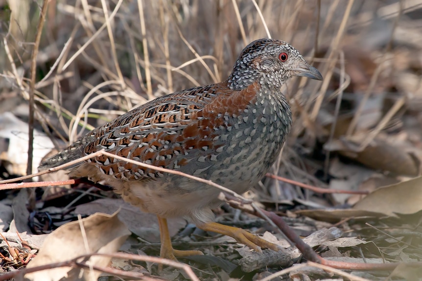 A well camouflaged Painted Buttonquail bird, small with spotty feathers, amongst leaf litter on the forest floor.