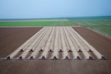 A line of harvesters clear parallel tracks across a soy plantation.