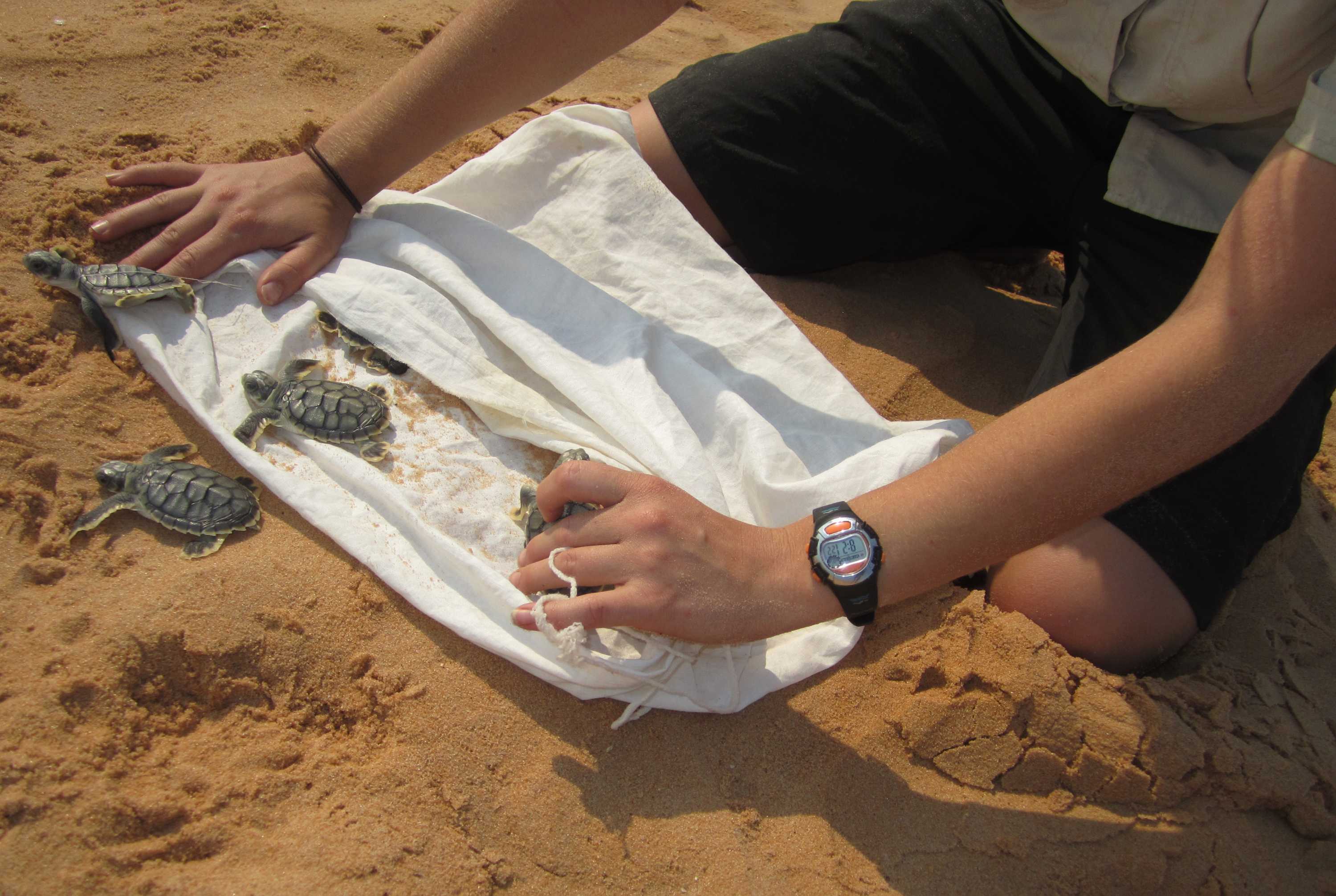 Cooler temperatures at rookery could lead to increase in male turtle ...