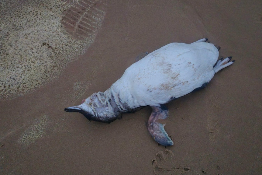 A small dead penguin on a beach