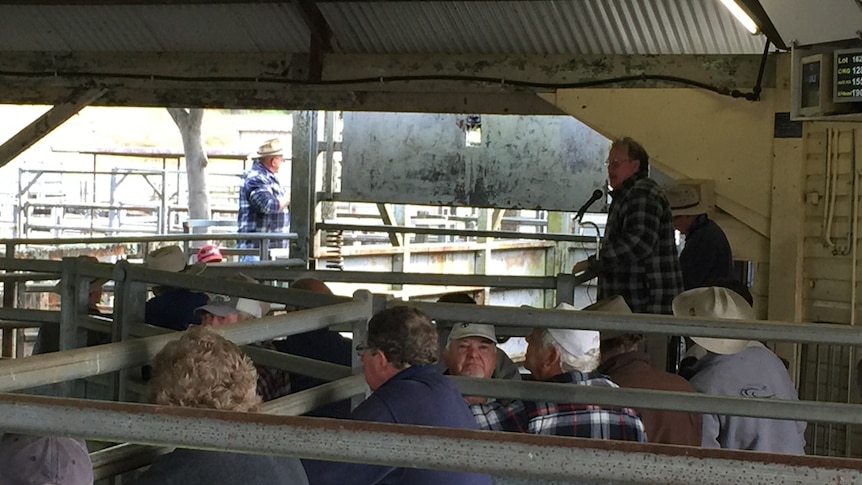 Cattle producers in northern NSW watch on as demand pushes prices to record levels at sale yards around Australia