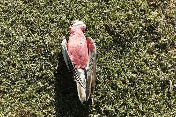 A single galah lies dead on grass.