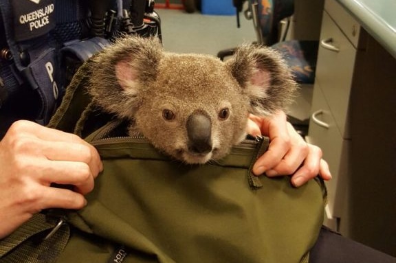 The RSPCA picked up the koala and will place it into care.