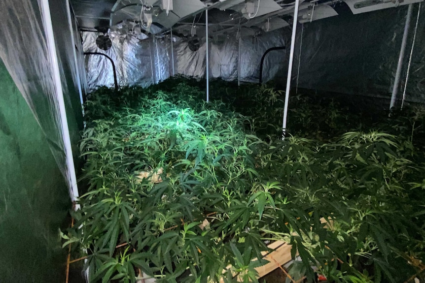 Dozens of cannabis plants under a metallic marquee.
