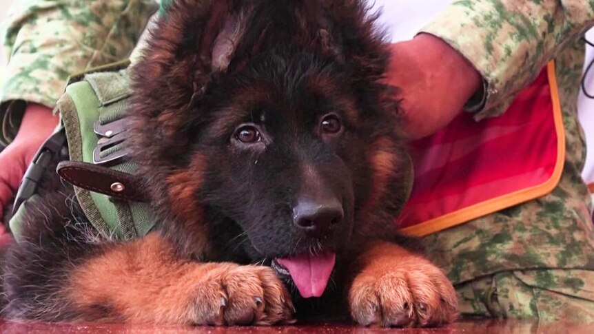 Türkiye sends a puppy to Mexico after the death of a military dog ​​to rescue earthquake victims