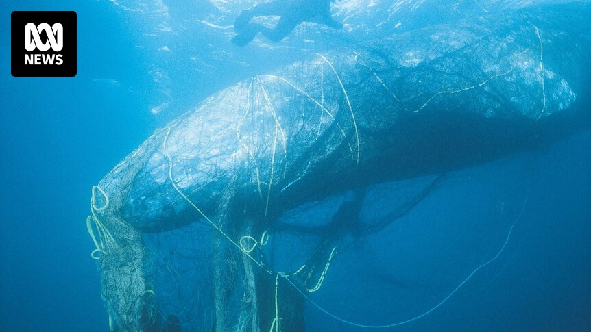 Ghost gear' killing hundreds of thousands of whales, seals, turtles