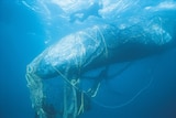 A whale caught in a ghost net.