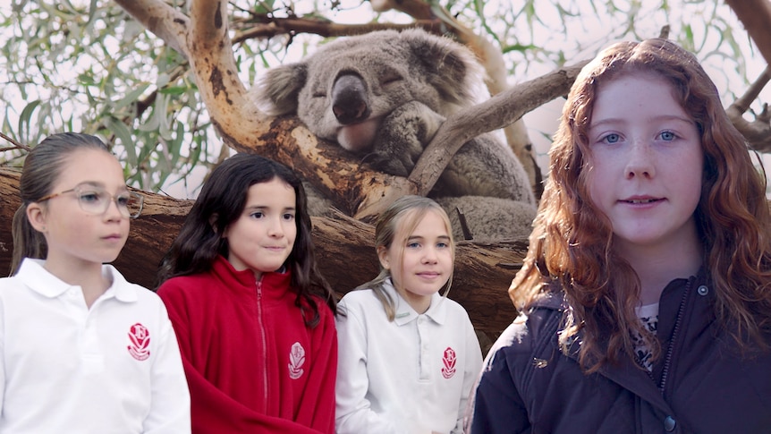 Composite of four students and a koala sleeping in a tree in the background.