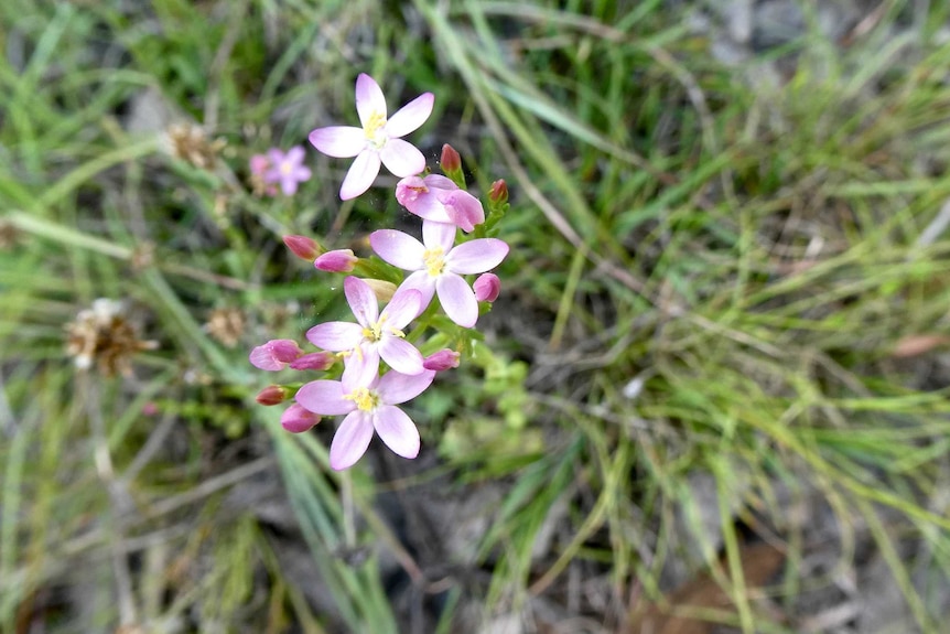 Flower in the Snowy Mountains