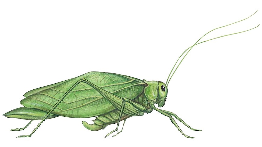Drawing of a green katydid