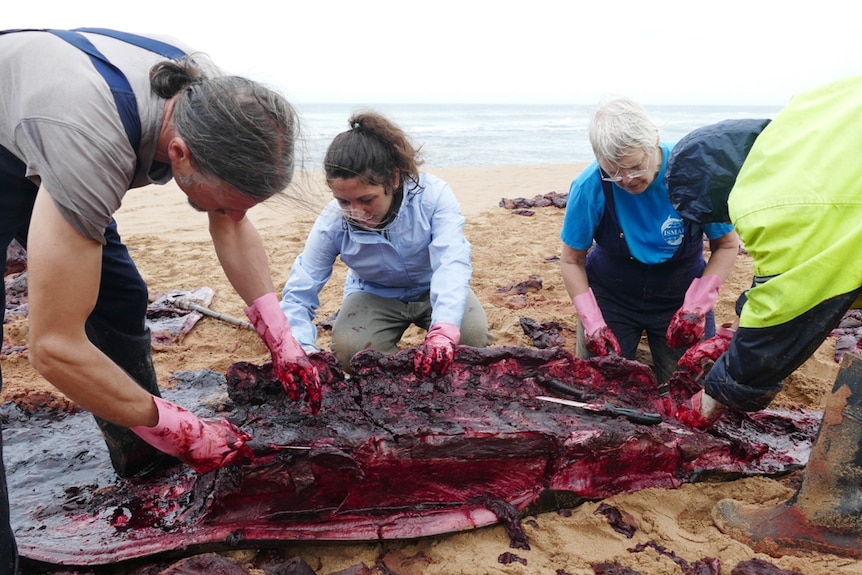 Beached whale being dissected