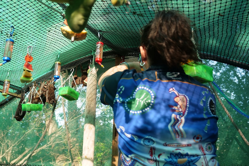 The back of a woman hanging up fruit to five rescue fruit bats