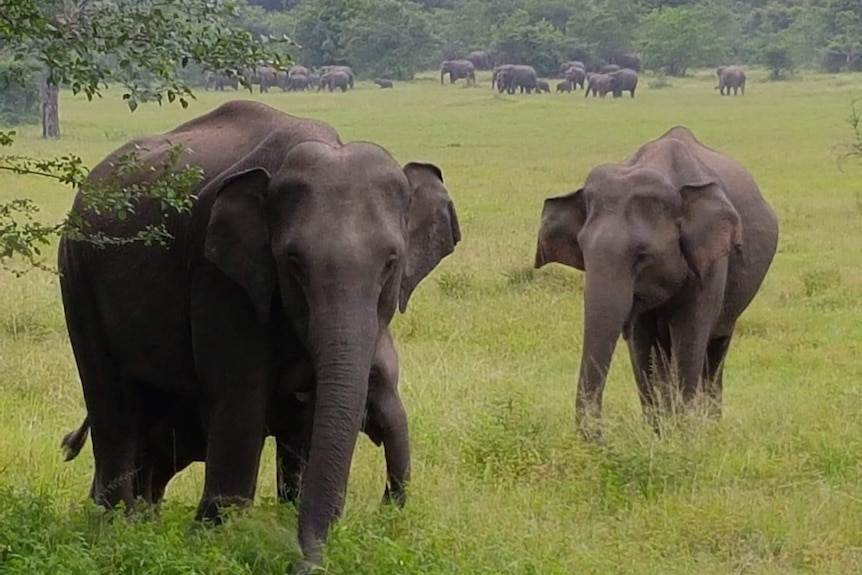 A mother elephant with her calf, with other elephants in the background