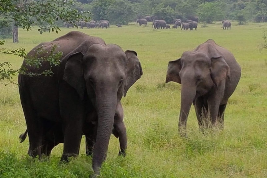 Mother elephant in Sri Lanka