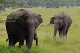 Mother elephant in Sri Lanka