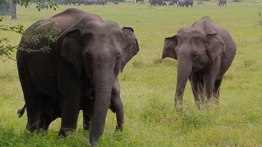 A mother elephant with her calf, with other elephants in the background