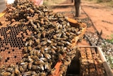 Hundreds of South Australian bees on a hive