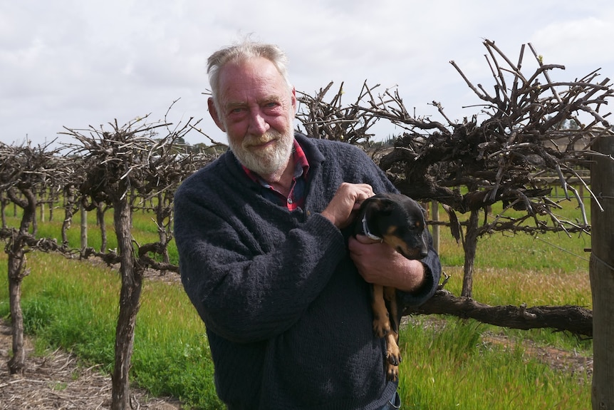 A man with short white hair and a short white beard stands in a vineyard holding a small black and brown dog.