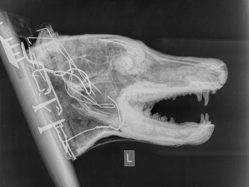 A side-on radiograph cross-section of a mounted thylacine head.