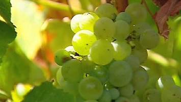 Mudgee's hot grapes