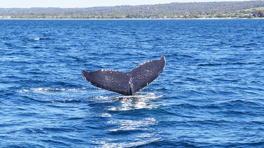 The tail of a whale in Geographe Bay off Western Australia.