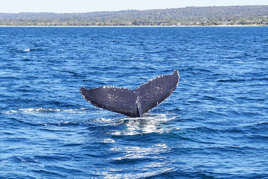 The tail of a whale in Geographe Bay off Western Australia.