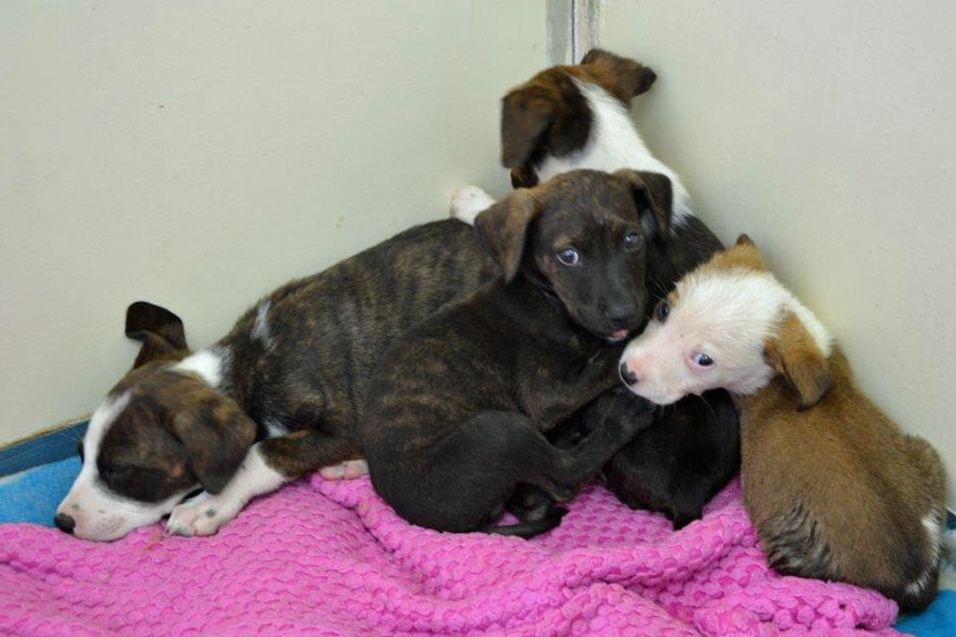 The surviving puppies were being cared for by the RSPCA at its Weston site.