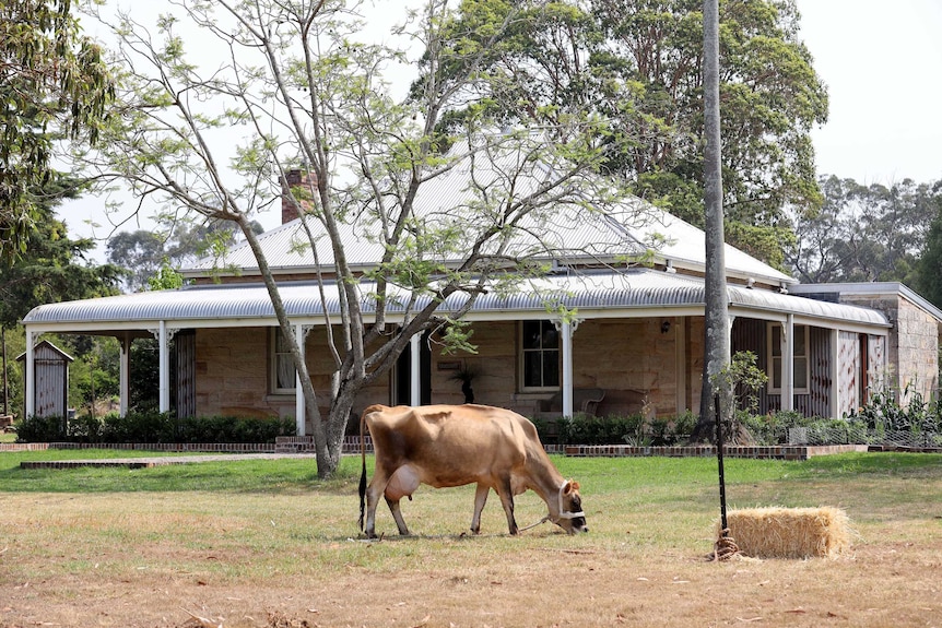 A sandstone home with a metal roof and a jersey cow grazing on the lawn