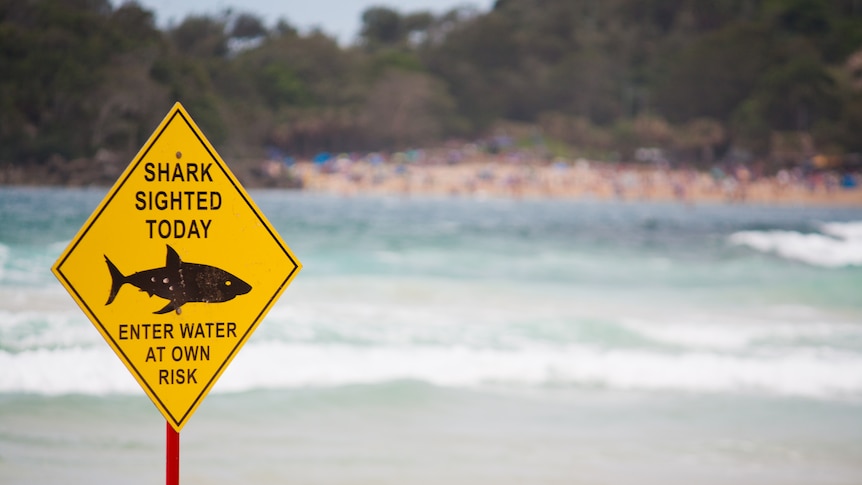 Shark sighted warning sign at the beach