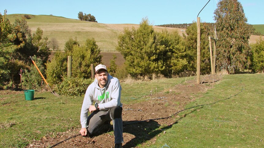 Will Tatchell inspects his hops emerging after winter at Van Dieman Brewing.