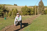 Will Tatchell inspects his hops emerging after winter at Van Dieman Brewing.