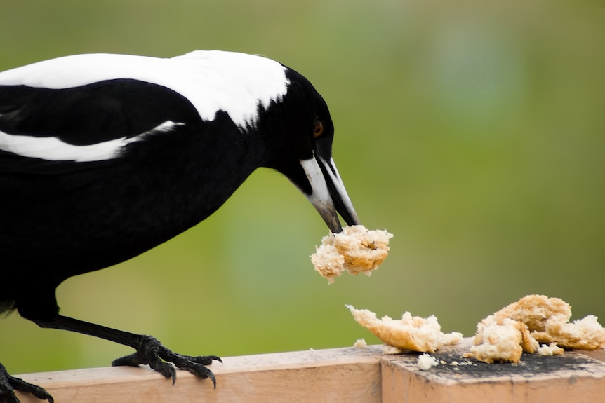 Australian magpie eating bread out on a balcony.