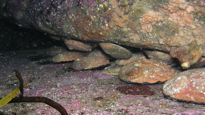 Abalone sit on the sea floor