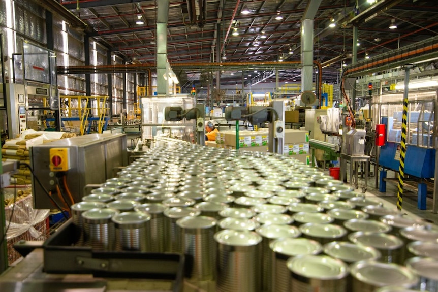 Inside a factory with lots of unlabeled, silver-coloured tins on a conveyor belt.