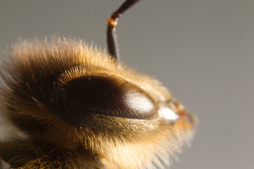 A bee's head from the side