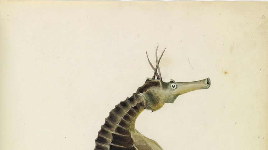 A seahorse image from historic Tasmanian publication Gould's Book of Fish.